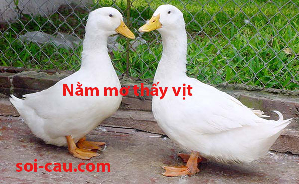 Nam-mo-thay-vit-danh-so-may